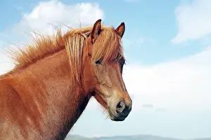 Curiously: Icelandic horse looking curiously at the camera