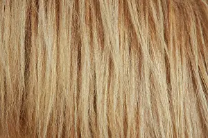 Scandinavicus: Icelandic Horse mane
