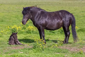 Ferus: Icelandic Horse - mare with foal in meadow - Iceland