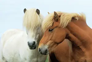 Nuzzling: ICELANDIC HORSE - TWO NUZZLING