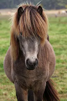 Live: Icelandic horse Pferd der Pferderasse Islandpony