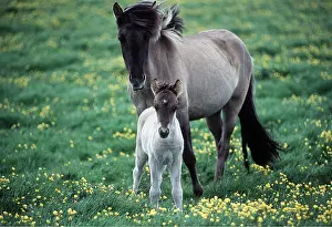 Foals: ICELANDIC HORSE - pony & foal standing in field