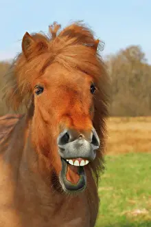Sounds: Icelandic Horse or Pony, mare neighing and laughing