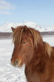 Scandinavicus: Icelandic Horse portrait adult