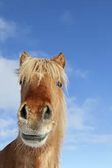 Scandinavicus: Icelandic Horse portrait adult