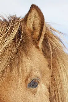 Scandinavicus: Icelandic Horse portrait adult