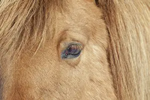 Scandinavicus: Icelandic Horse portrait adult