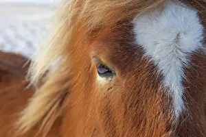 Scandinavicus: Icelandic Horse portrait adult