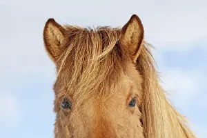 Scandinavicus: Icelandic Horse portrait adult