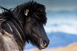 Portr: Icelandic horse, portrait, Vik, Iceland, Europe