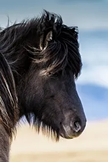 Portr: Icelandic horse, portrait, Vik, Iceland, Europe