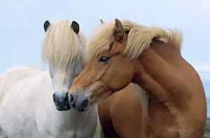 Nuzzling: ICELANDIC HORSE - two smelling each other in communication