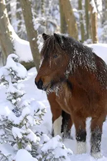 Loir: Icelandic horse in the snow in forest Center France