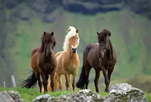 Scaninavia: Icelandic Horse - three standing