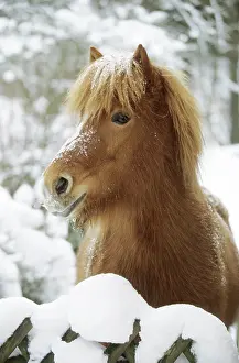 Paddock: Icelandic horse standing on a snow-covered paddock