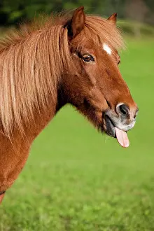 Ferus: Icelandic horse with tongue out, green meadow, Austria