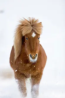 Dynamic: Icelandic horse trots in snow, winter, Austria