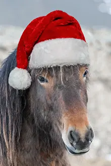 270321: Icelandic horse wearing a Christmas hat