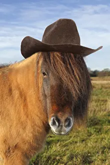 270321: Icelandic horse wearing a cowboy hat