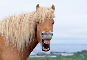 Nose: ICELANDIC HORSE - yawning