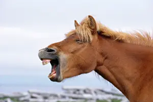 Braying: ICELANDIC HORSE - yawning / braying