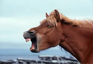 Laughing: Icelandic HORSE - yawning / braying