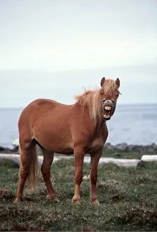 Laughing: ICELANDIC HORSE - yawning / braying