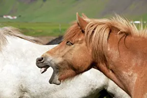 Whinnying: Icelandic Horse - yawning Iceland