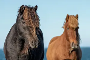 Islandicus: Icelandic horses (Equus islandicus), Skagi Peninsula