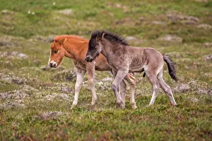 Paddock: Icelandic horses (Equus islandicus), two colt foals
