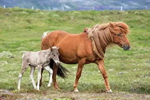 Paddock: Icelandic horses (Equus islandicus), mare and colt