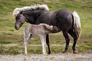 Paddock: Icelandic horses (Equus islandicus), mare and colt