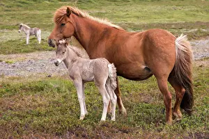Paddock: Icelandic horses (Equus islandicus), mare and colt
