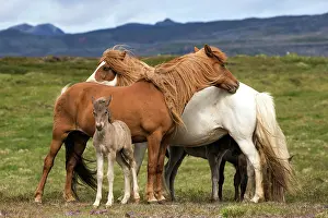 Paddock: Icelandic horses (Equus islandicus), mares and colt