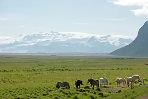 Icelandic Horses Iceland