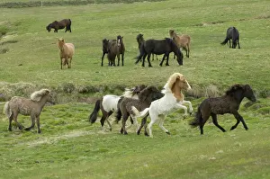 Series: Icelandic horses, Lagarfljot lake, Egilstadir