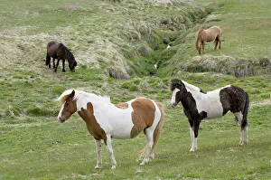 Series: Icelandic horses, Lagarfljot lake, Egilstadir