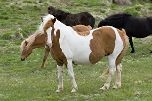 Series: Icelandic horses, Lagarfljot lake, Egilstadir