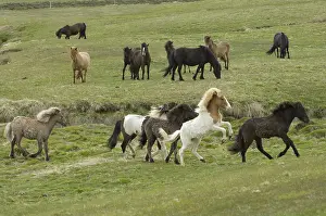 Islets: Icelandic horses Lagarfljot lake Egilstadir Iceland