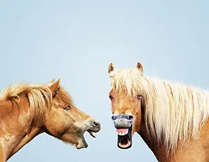 Jokes: Icelandic Horses, laughing