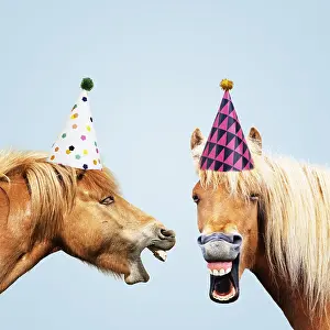 Jokes: Icelandic Horses, laughing wearing party hats