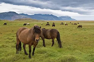 Mountained: Icelandic horses near Hoefn, Iceland, Europe