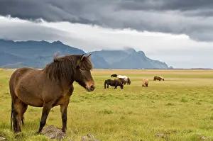 Cast: Icelandic horses near Hoefn, Iceland, Europe