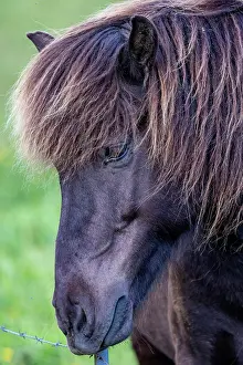 Haney: Icelandic Horses near Vik, Iceland