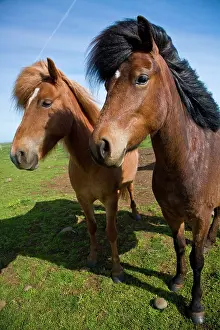 Northeastern: Icelandic Horses in northeastern Iceland