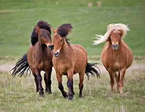 Maned: Icelandic horses at play, Fljntsdalur, Iceland