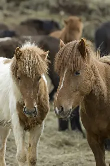 Islets: Icelandic horses Skagafjorour Fjord in Iceland