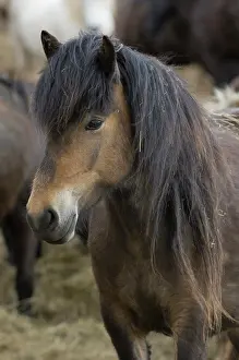 Foreground: Icelandic horses, Skagafjorour Fjord, Iceland