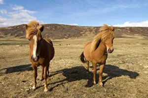 Series: Icelandic horses, Snaefellsnes Peninsula