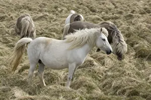 Islets: Icelandic horses Snaefellsnes Peninsula in Iceland